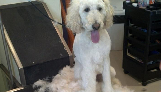 Barker Brook Kennels - Grooming